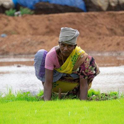 A woman working in the fields in heat has tied a cloth to her head to protect herself from the sun