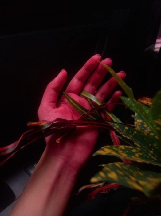 A hand holding the leaves of an indoor plant, illuminated by a red light