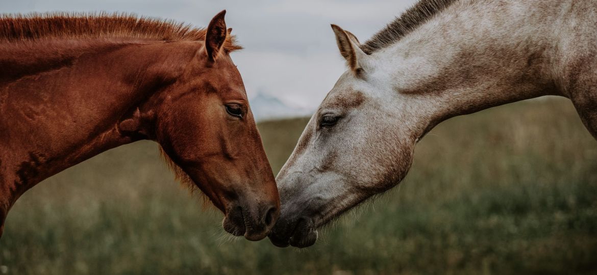Two horses tenderly greeting each other