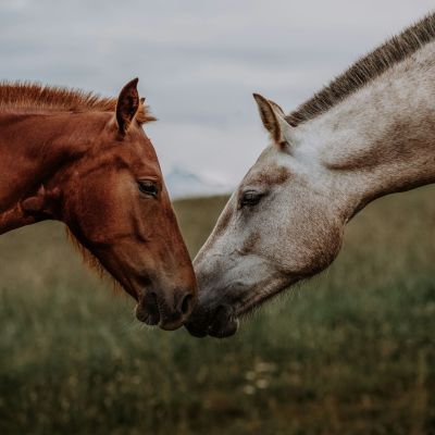 Two horses tenderly greeting each other