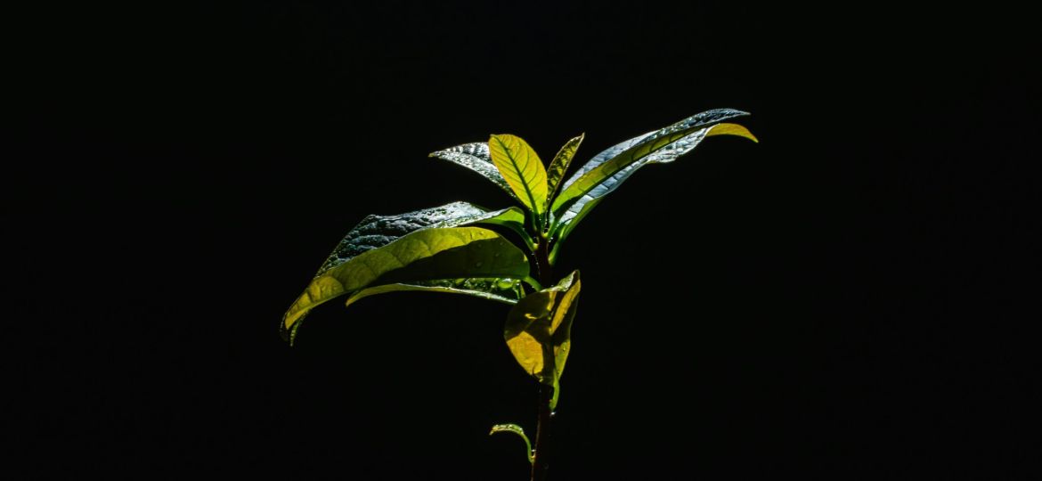 a plant with green leaves on a black background