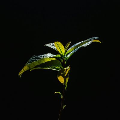 a plant with green leaves on a black background