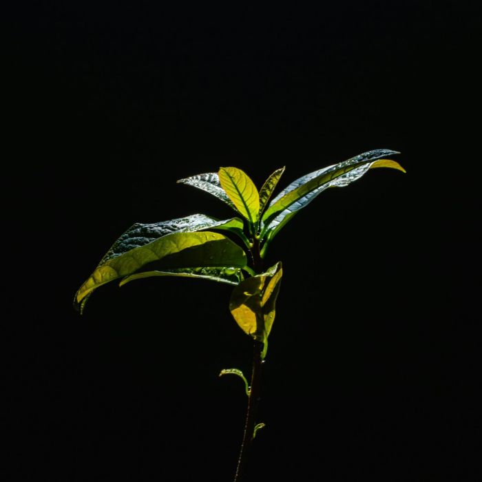 a plant with green leaves on a black background