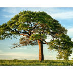 a branched-out tree under a blue sky