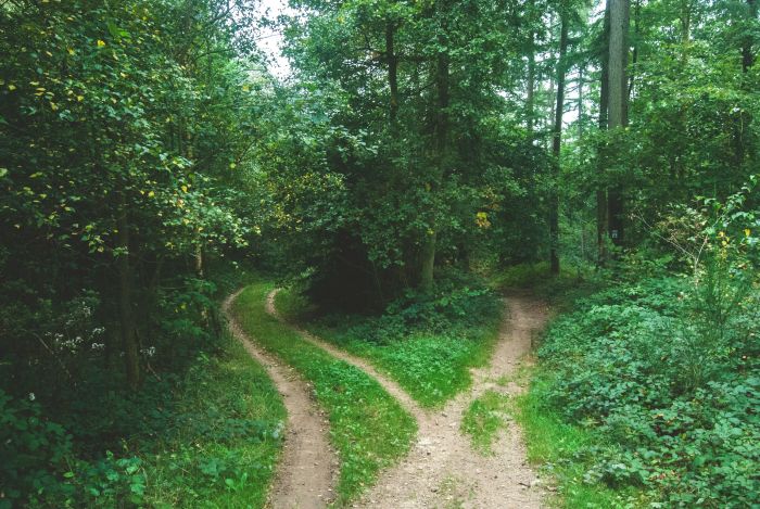two roads between trees Forking forest path