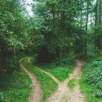 two roads between trees Forking forest path